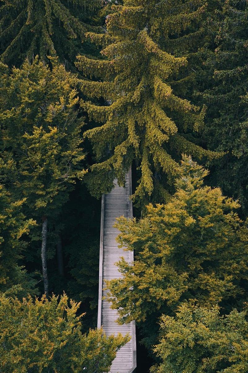 Mystical Pathway